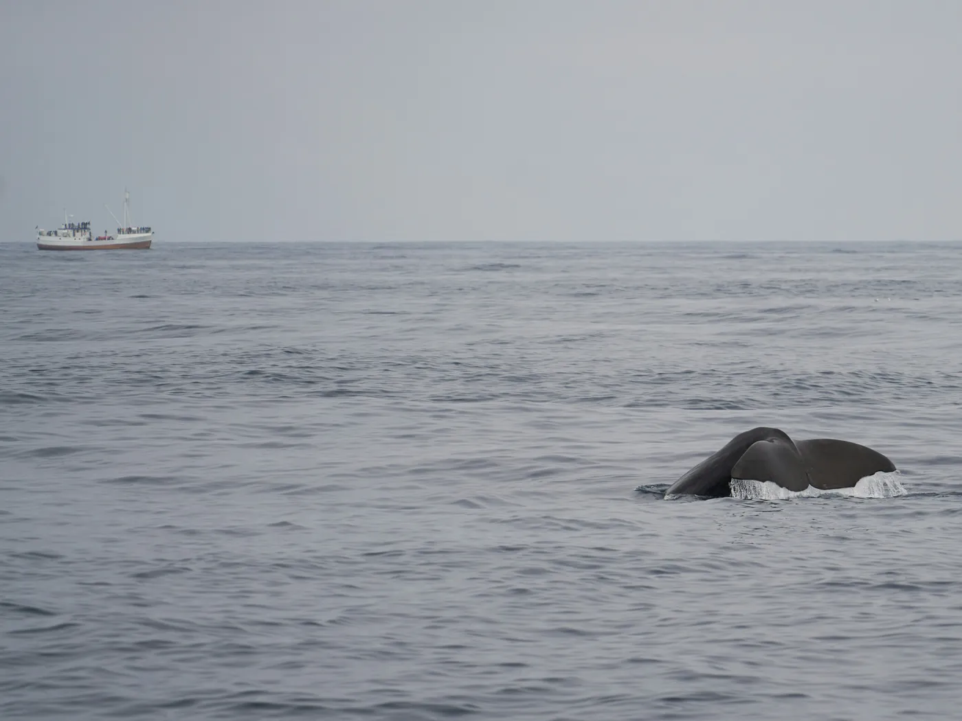 Whale surfacing next to a safari boat with whale watchers in Arctic waters