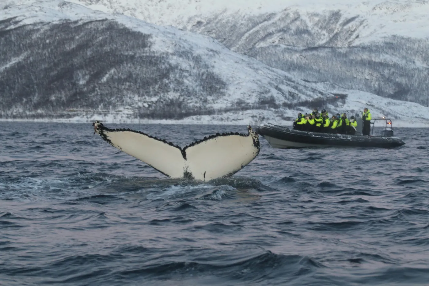 Humpback whale fluke in front of a RIB with whale watchers near Tromsø
