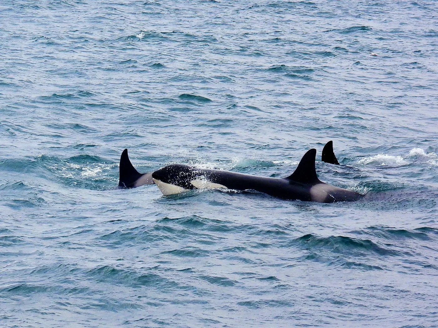 Pod of orcas surfacing together in Arctic waters